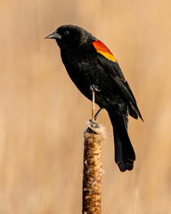 redwing blackbird perched on cattail