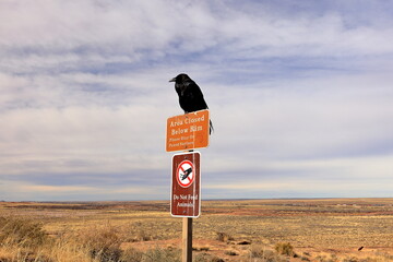 Raven in Petrified Forest National Park, a natural attraction place with many petrified tree trunks and fossils, in Arizona, USA.
 - obrazy, fototapety, plakaty