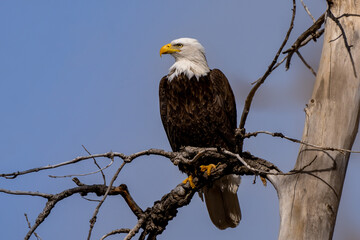 Eagle perched in tree