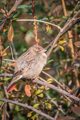 Sparrow sitting on a green branch in autumn. Sparrow with playful poise on branch in autumn or summer