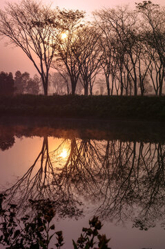 Sunrise in the forest.  A beautiful sunrise at Latagudi in the tea garden with the silhouette of trees and orange sky in the background. February 2023, Dooars - North Bengal, India.