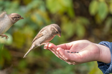 The boy feeds the birds with seeds from his hand. Sparrow eats seeds from the boy's hand