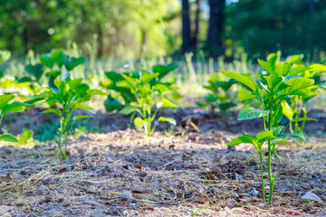 Bulgarian pepper seedlings are planted in the ground.