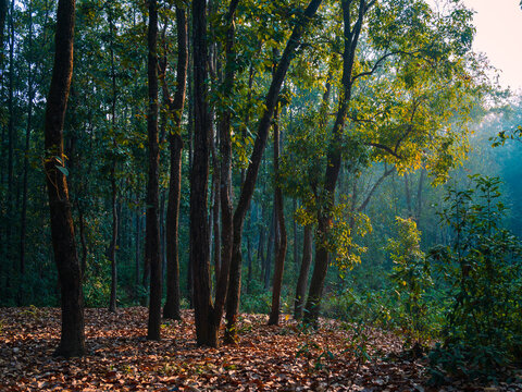 Autumn in the woods. The dense forest of Lataguri, Dooars jungle, West Bengal, India. February 2023.