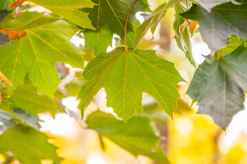 Maple branches with yellow leaves in autumn, in the light of sunset.