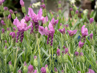 フレンチラベンダー