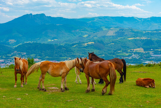 Wild horses at Jaizkibel hill at Irun, Spain