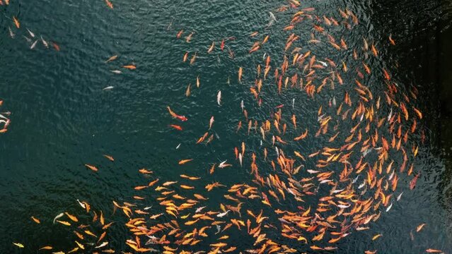 Koi Pond Top Down Drone. Hundreds of fish in swim in harmonious motion. Serenity and Tranquility.