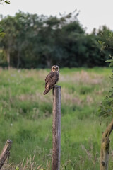 Asio flammeus suinda