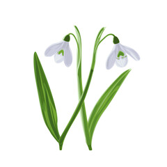 Illustration of two shoots of early first spring flowers snowdrops. 
Galánthus nivális graphic. Illustration of two flowers snowdrops on white background.
Illustrations of flowers.