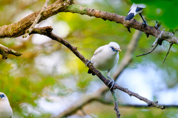 Obraz premium Bali Starling (Jalak Bali), Leucopsar rothschildi. Bali starling is faced extinction and now only there are 400 of them in the world. 