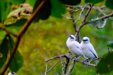 Bali Starling (Jalak Bali), Leucopsar rothschildi. Bali starling is faced extinction and now only there are 400 of them in the world. 