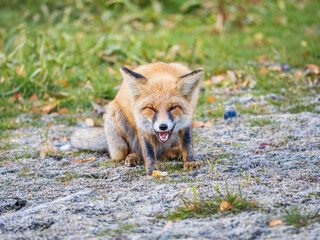 Close up of a red fox Vulpes vulpes, sitting on a path in the forest.