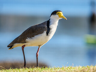 Plover Close
