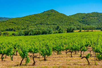 Vineyards near Santa Maria de Poblet monastery in Spain