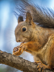 The squirrel with nut sits on tree in the autumn. Eurasian red squirrel, Sciurus vulgaris.