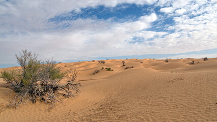 Fototapeta na wymiar Scrubby bush among the sand dunes in the Sahara, outside of Douz, Tunisia