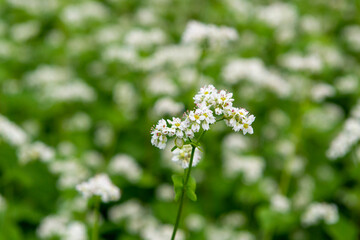 蕎麦の花