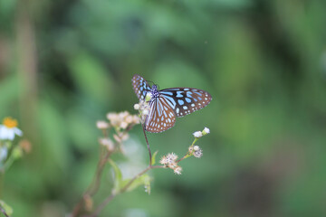 an wild insect , the nature concept image