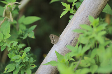 an wild insect , the nature concept image