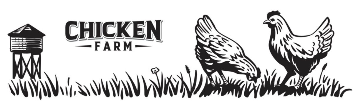 vector chicken farm illustration, set of rural chicken farm templates in hand drawn