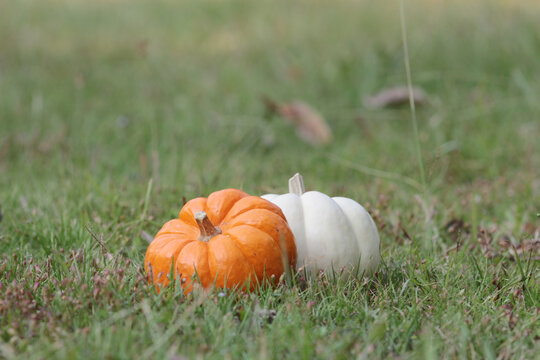 the pumpkins on grass. great image for Fall
