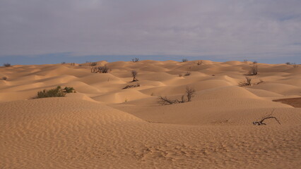 Small, rolling sand dunes in the Sahara, outside of Douz, Tunisia