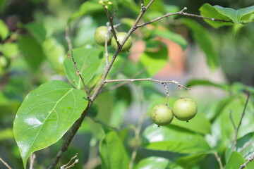 Governor's plum fruit on tree. Bunch of green unripe fruit (Flacourtia indica (Burm.f.) Merr.) on green leafy background with copy space. selective focus