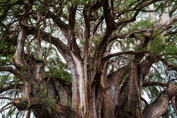 Árbol del Tule, Oaxaca, México