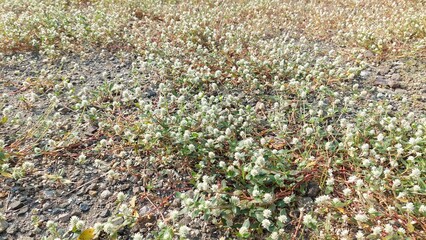 Obraz premium Gomphrena weed (Gomphrena celosioides) grow on beach in Jakarta. Selective focus image