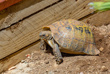 Hermann tortoise at Albera reproduction center, Spain