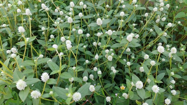 Gomphrena weed (Gomphrena celosioides) grow on beach in Jakarta. Selective focus image