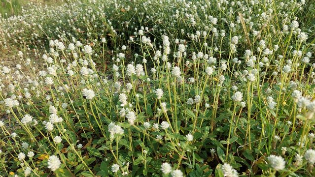 Gomphrena weed (Gomphrena celosioides) grow on beach in Jakarta. Selective focus image