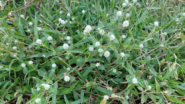 Gomphrena weed (Gomphrena celosioides) grow on beach in Jakarta. Selective focus image