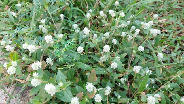 Gomphrena weed (Gomphrena celosioides) grow on beach in Jakarta. Selective focus image