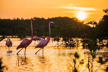 Naklejka premium Amanecer con flamingos