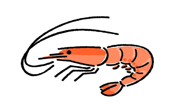 甘エビ
