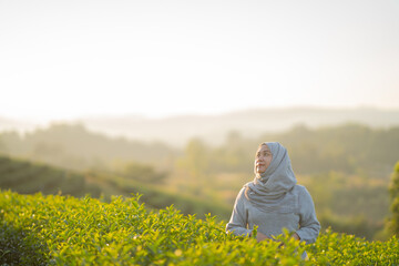 Asian Muslim woman wearing hijab looking at the view Choui Fong Tea Plantation Viewpoint, Tea Plantation, Chiang Rai Province, Thailand, muslin travel.