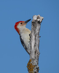 Male Red-bellied Woodpecker