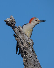 Female Red-bellied Woodpecker