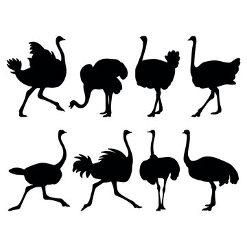 Ostrich Bird Silhouette Set Stencil Templates For Designs