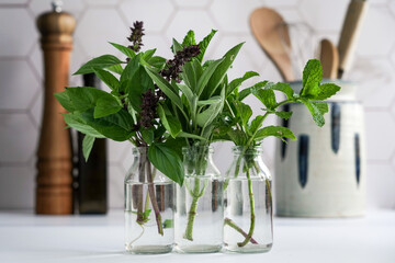 fresh herbs in glass vases in modern kitchen