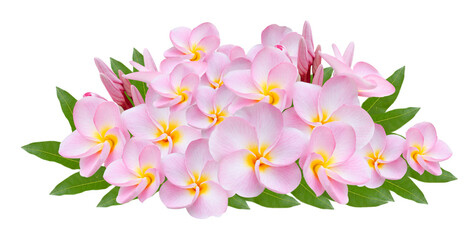 Obraz premium Pumeria, on white background