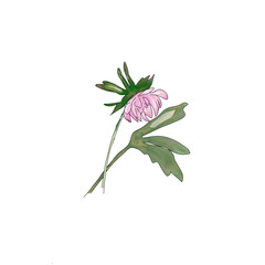 Elegant dahlia flower and leaf, flower clip art 