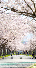日本の桜並木