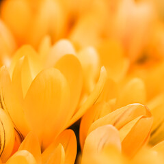 Obraz premium Yellow crocus flowers. Macro floral background for holiday design