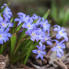 Blooming beautiful blue Chionodoxa flowers in spring garden
