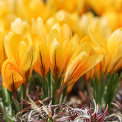 Yellow crocus flowers. Macro floral background for holiday design