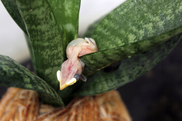 Dead Sparrow Baby Bird Fallen from the Nest on a Snake Plant