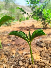 green plant